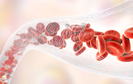 Blood Vessel With Blood Cells