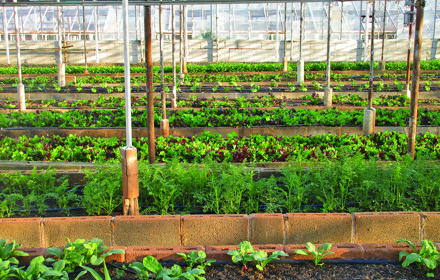 Vegetables Greenhouse