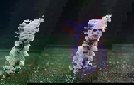 Joe Caione Qo Pif84vxg Unsplash (1)